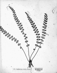 Asplenium viride image